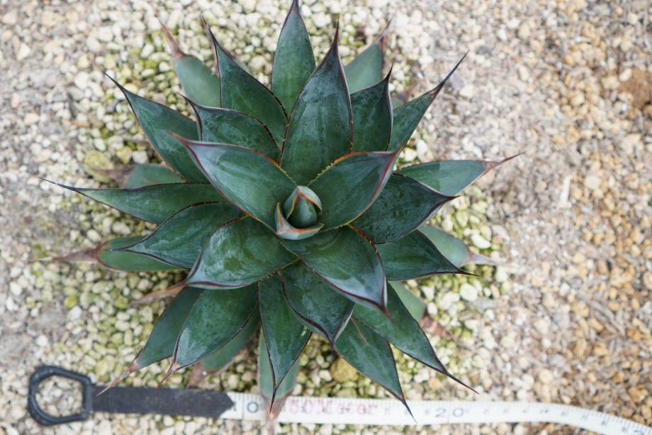 アガベ　ブルーグロー　大株群生　グリーングロー アガベ ブルーグロー 大株 アガベ ブルーグロー 大株群生 グリーン