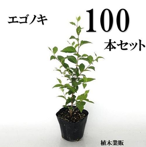 100本セット エゴノキ樹高0.3m前後10.5cmポット