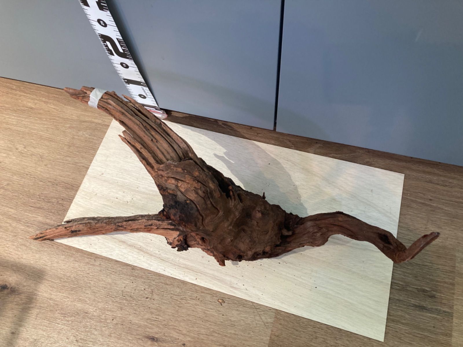 最新 ホーンウッド系流木【セレクト】808