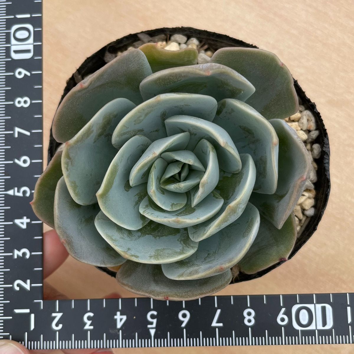 白鳳 多肉植物 韓国苗 エケベリア