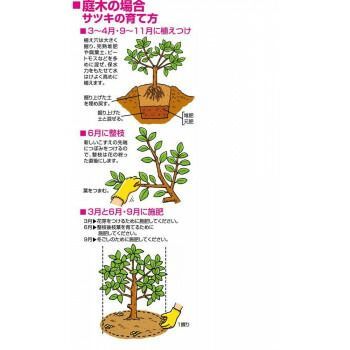 骨粉入り