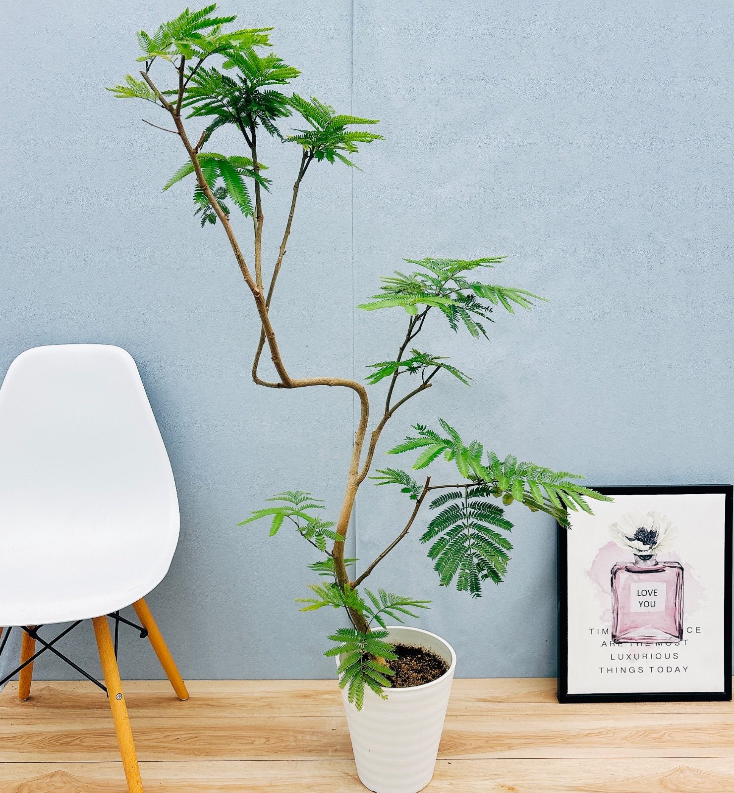 現品］☆人気☆ 7番 エバーフレッシュ 曲がり 8号 観葉植物 室内