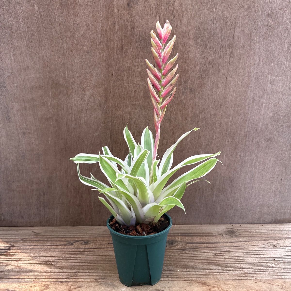Bromeliaceae パイナップル科 適応放散 植物学 珍奇植物 専門書 フリーセア オオインコアナナス フリーセア ゴウ ① Vriesea
