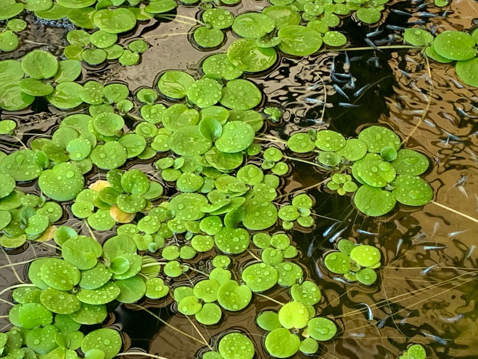 水草 浮き草 2種 メダカの産卵床や水質改善に - メルカリ