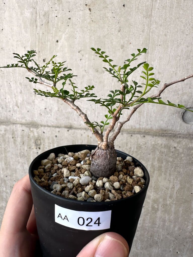 ローンスカルギア CTP 販売済み コフィン ティグリス ピストル