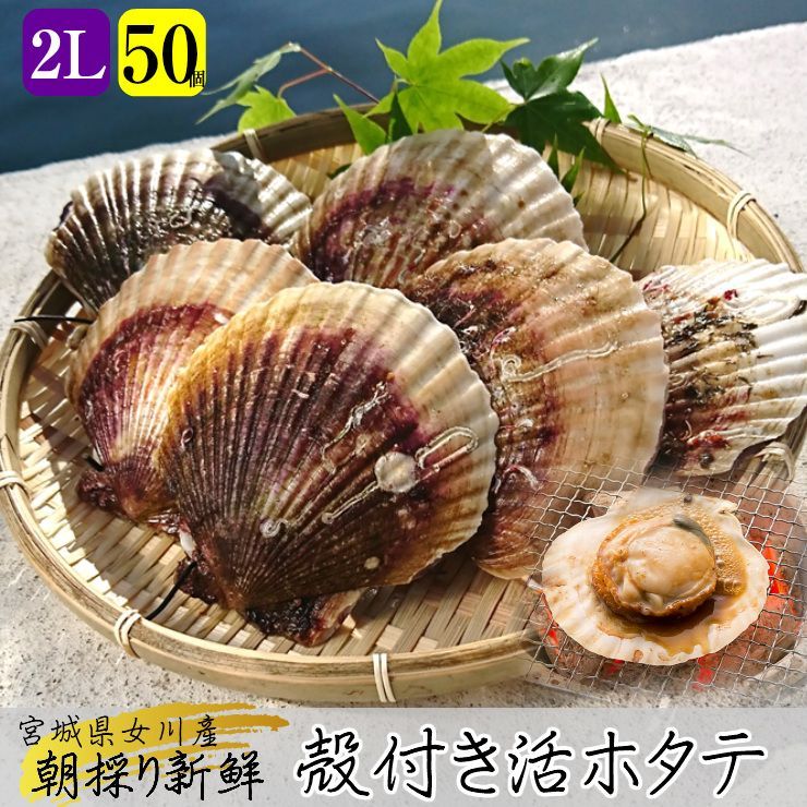 【令和6年6月頃販売開始】今朝採り『殻付きホタテ 特大 2Ｌサイズ5枚』活きたまま発送 海の幸 三陸 宮城 女川 産地直送 産直 高級 お取り寄せ グルメ ギフト 熨斗可 殻付き 生食 生ホタテ 帆立 貝柱 貝ひも 刺身 キャンプ飯 バーベキュー 海鮮 bbq