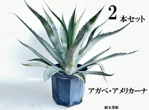 2本セット アガベ アメリカーナ樹高0.3m前後24cmポット
