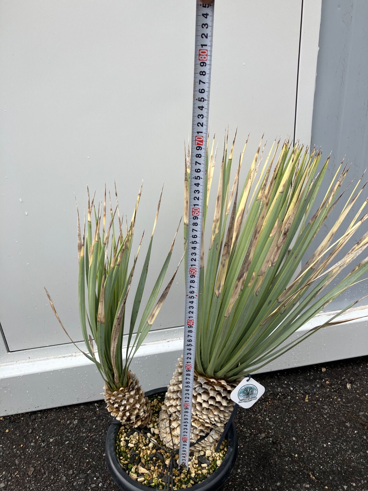 ユッカ マルデヌベス 分頭 マルデヌベスver.リギダ 分頭 マルデヌベス