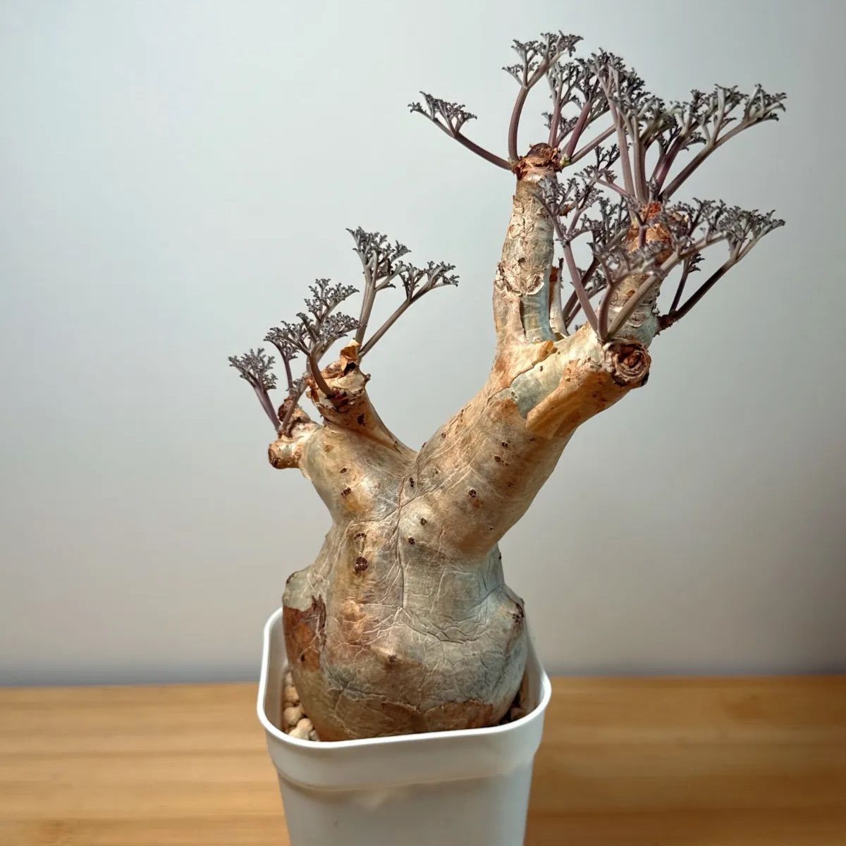 キフォステンマ・ベティフォルメ