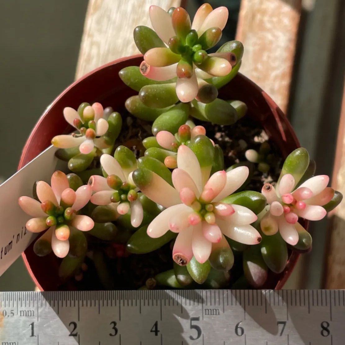 都内で ｍｉｃａ* 多肉植物 虹の花 抜き苗 ① 植物/観葉植物 - www