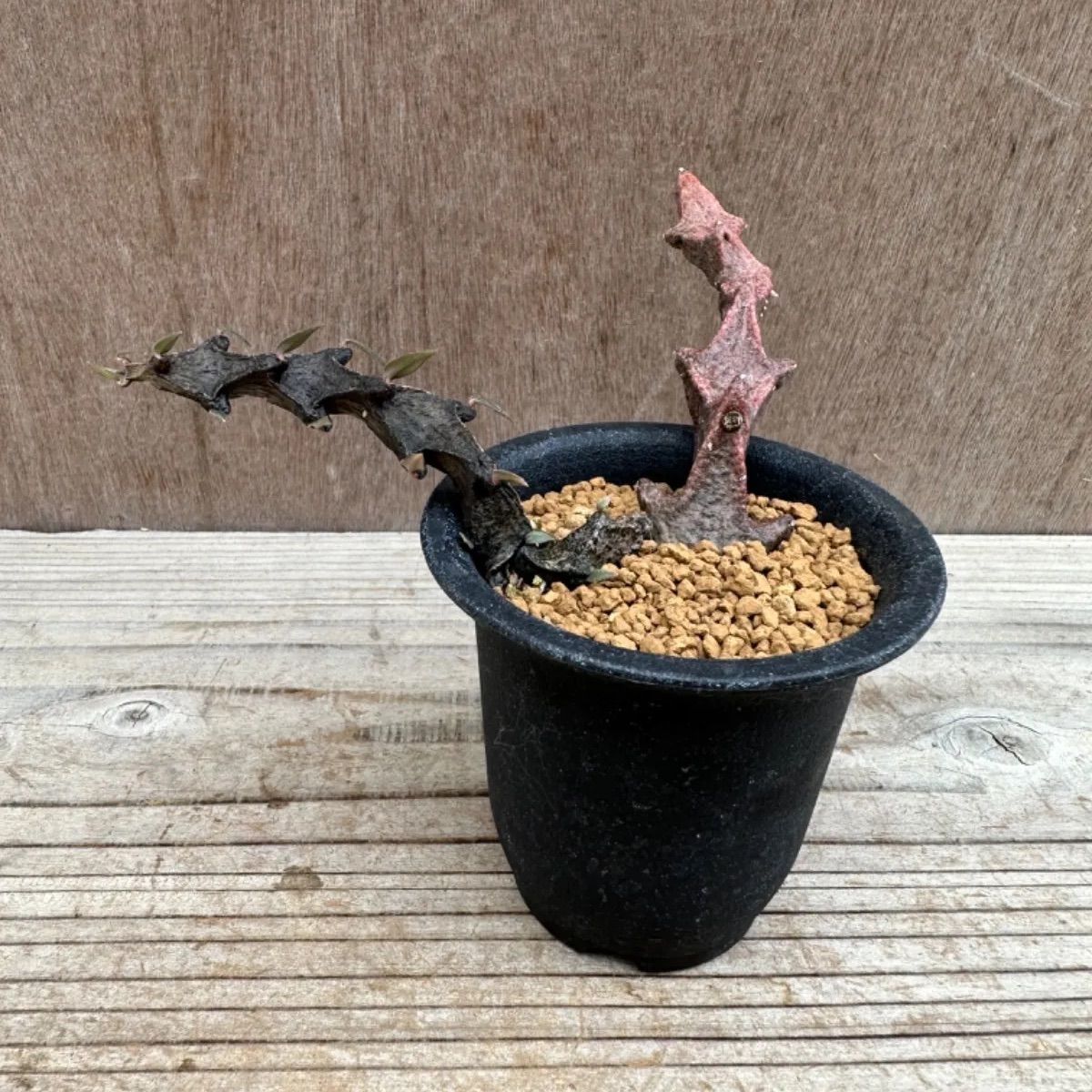 セロペギア ボッセリ② 2.5号 Ceropegia bosseri 現品 観葉植物 観葉