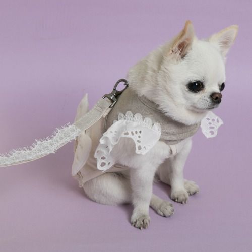 louisdog