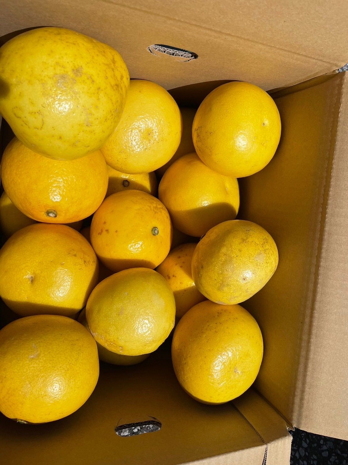 土佐文旦10Kg(2026年2月16日から順次出荷開始) 本物 早期受付・