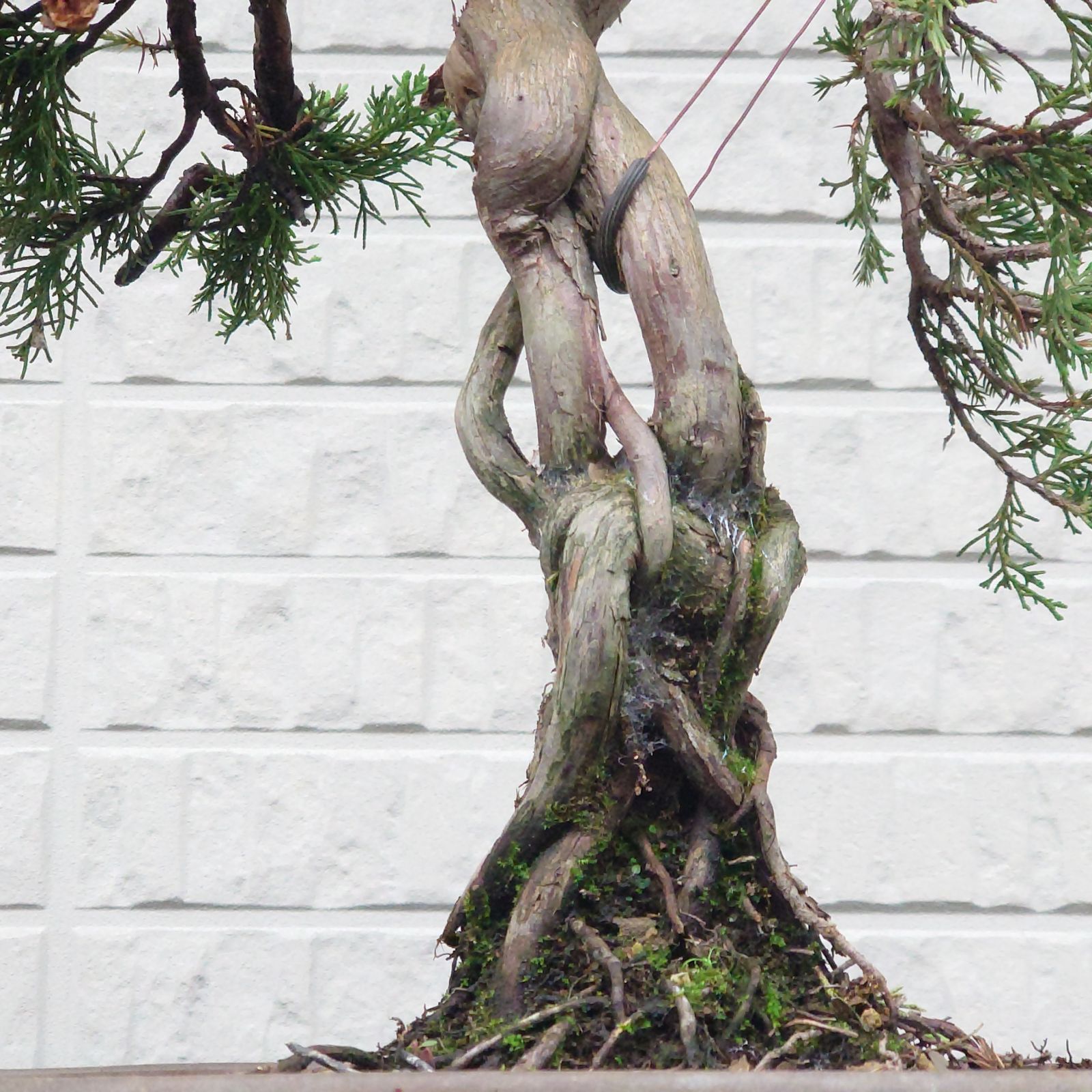 五葉松　[根上がり半懸崖]　小品盆栽 盆栽 五葉松 半懸崖 小品 半懸崖 根上がり五葉松盆栽