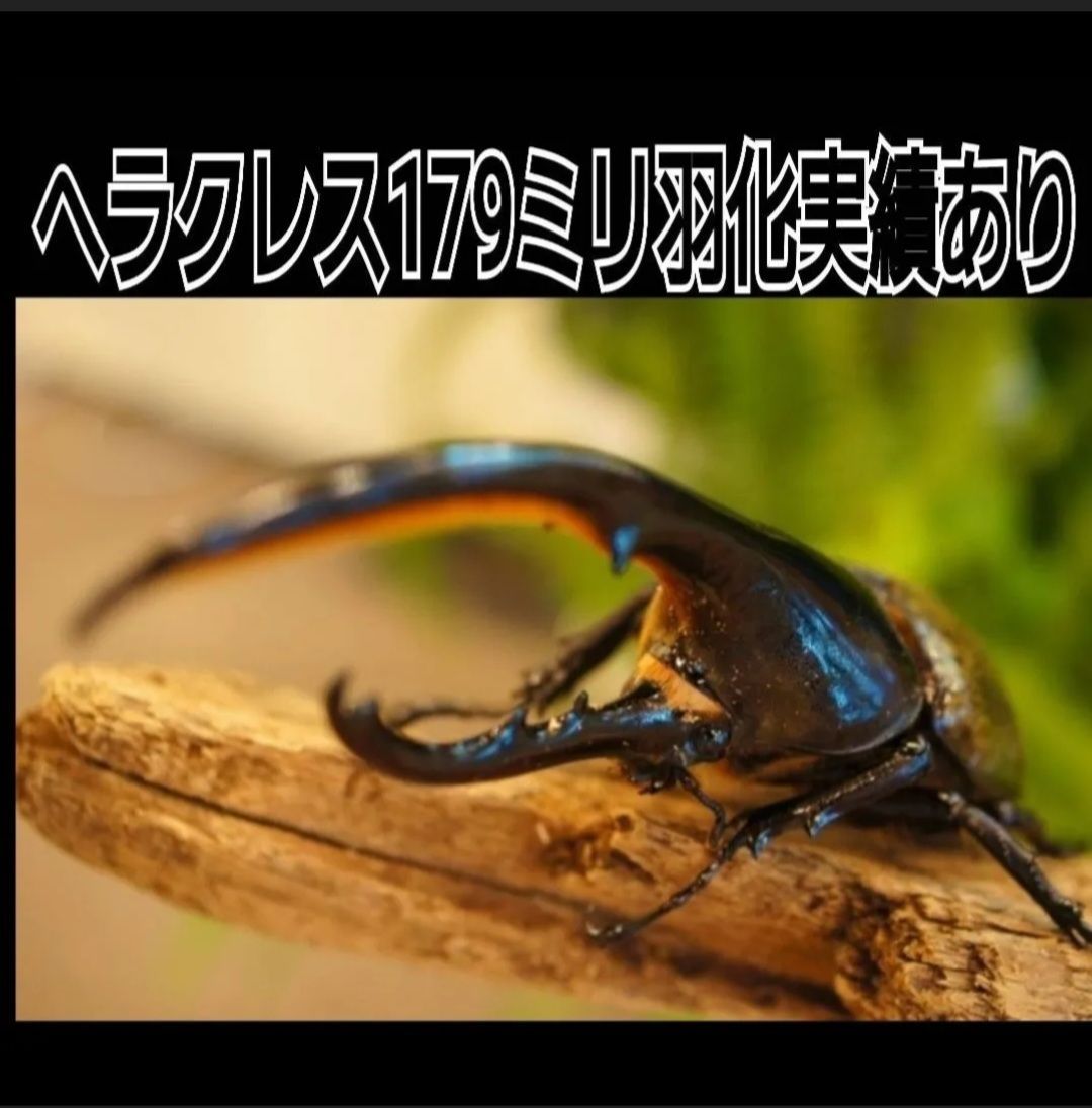 40gを超える国産カブ幼虫がゴロゴロでてきたオオヒラタケ菌床自然発酵カブトムシマット【たっぷり60リットル】天然の有効菌のみで仕上がったバクテリアマット  幼虫の餌、産卵に！ - メルカリ