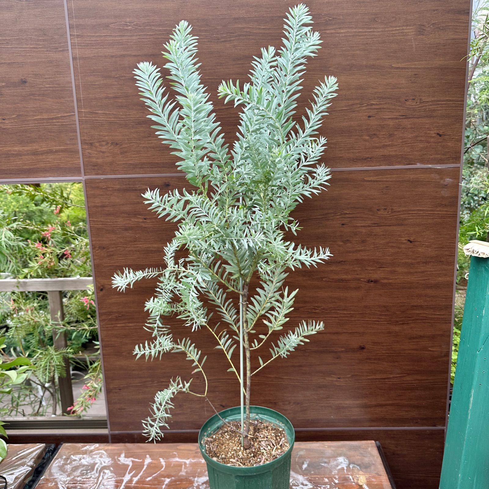 オージープランツ 美株