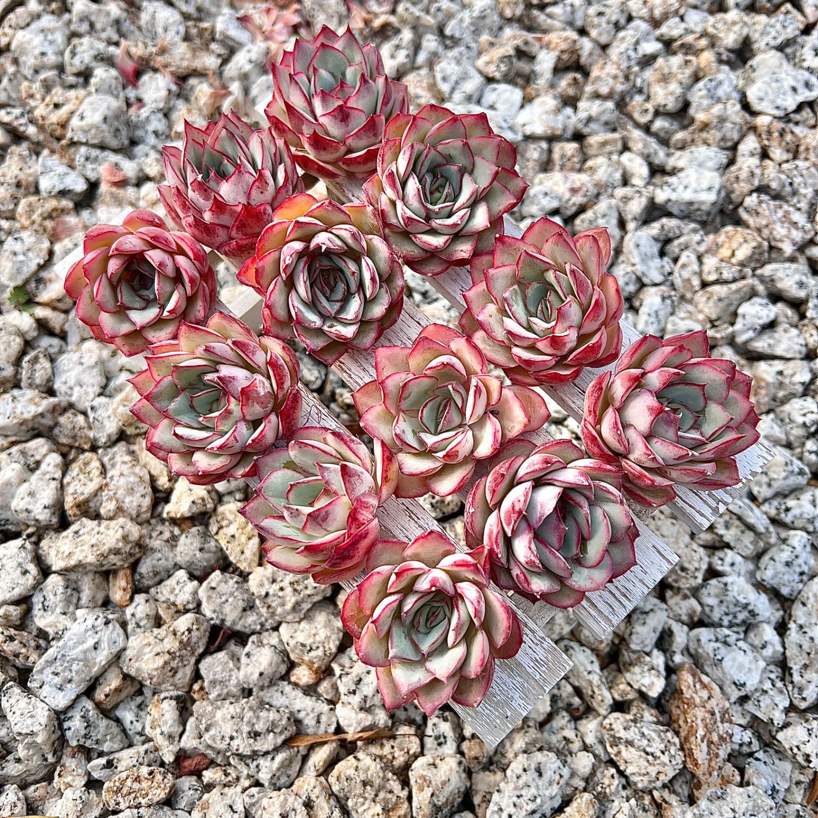 多肉植物 イーサー 韓国苗 1苗 - メルカリ