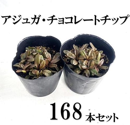 168本セット アジュガ チョコレートチップ|9.0cmポット