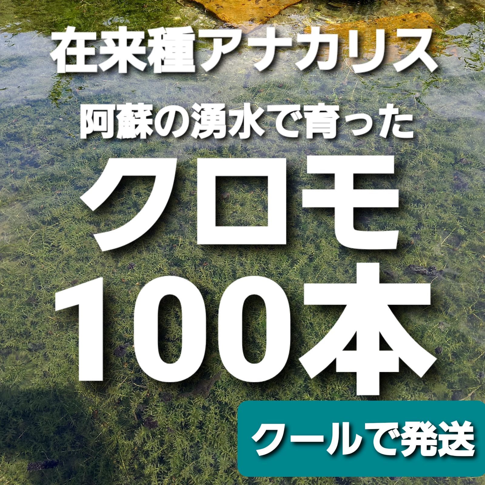 クール発送100本以上 阿蘇の湧水で育った日本の水草 クロモ 在来種の