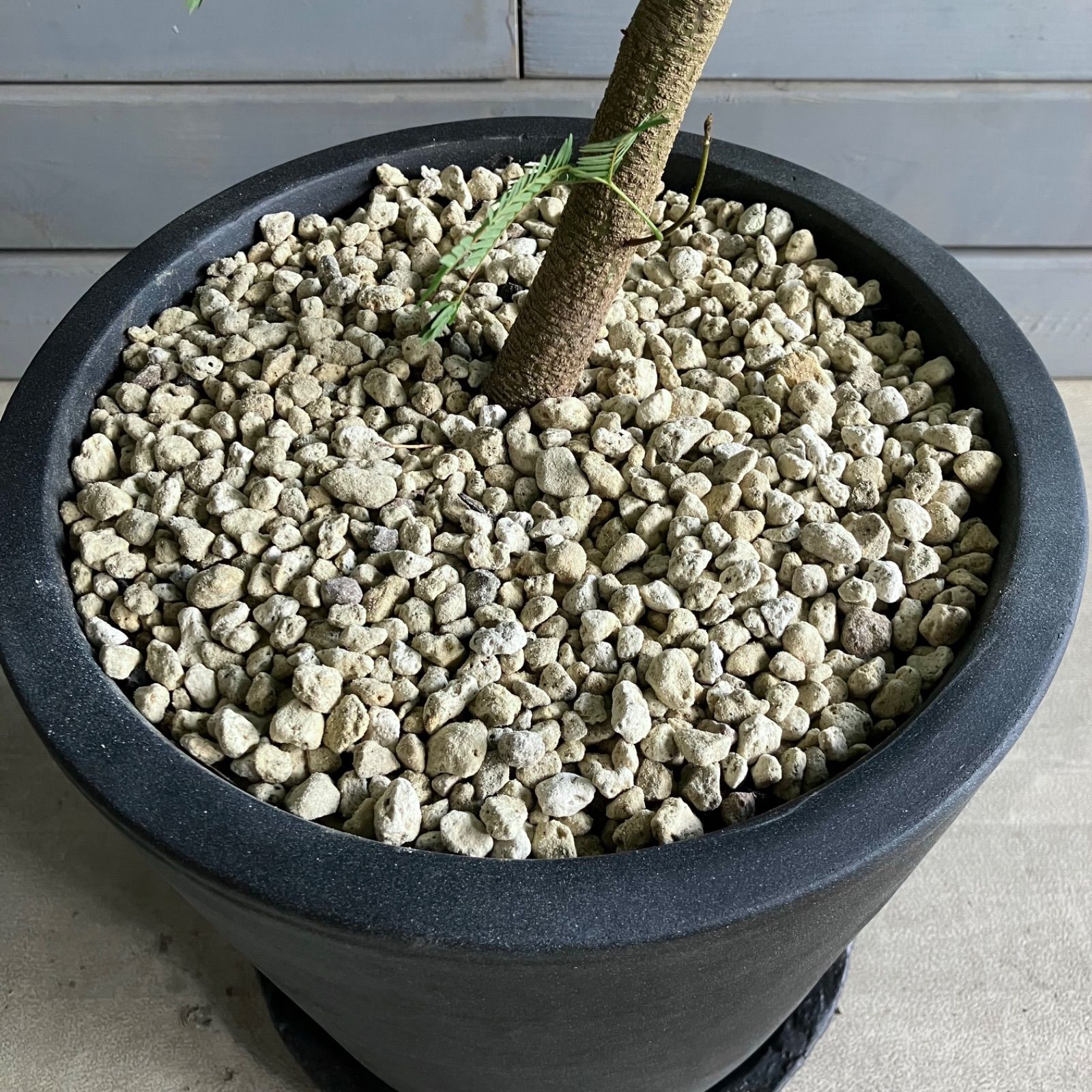 特大 曲がり仕立て