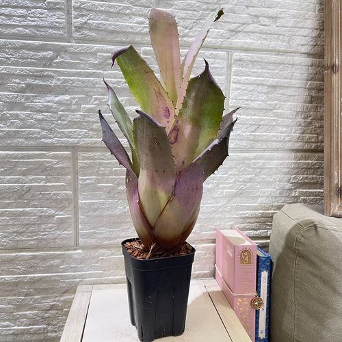 パキポディウム ウィンゾリー 10粒 塊根植物 多肉 種子