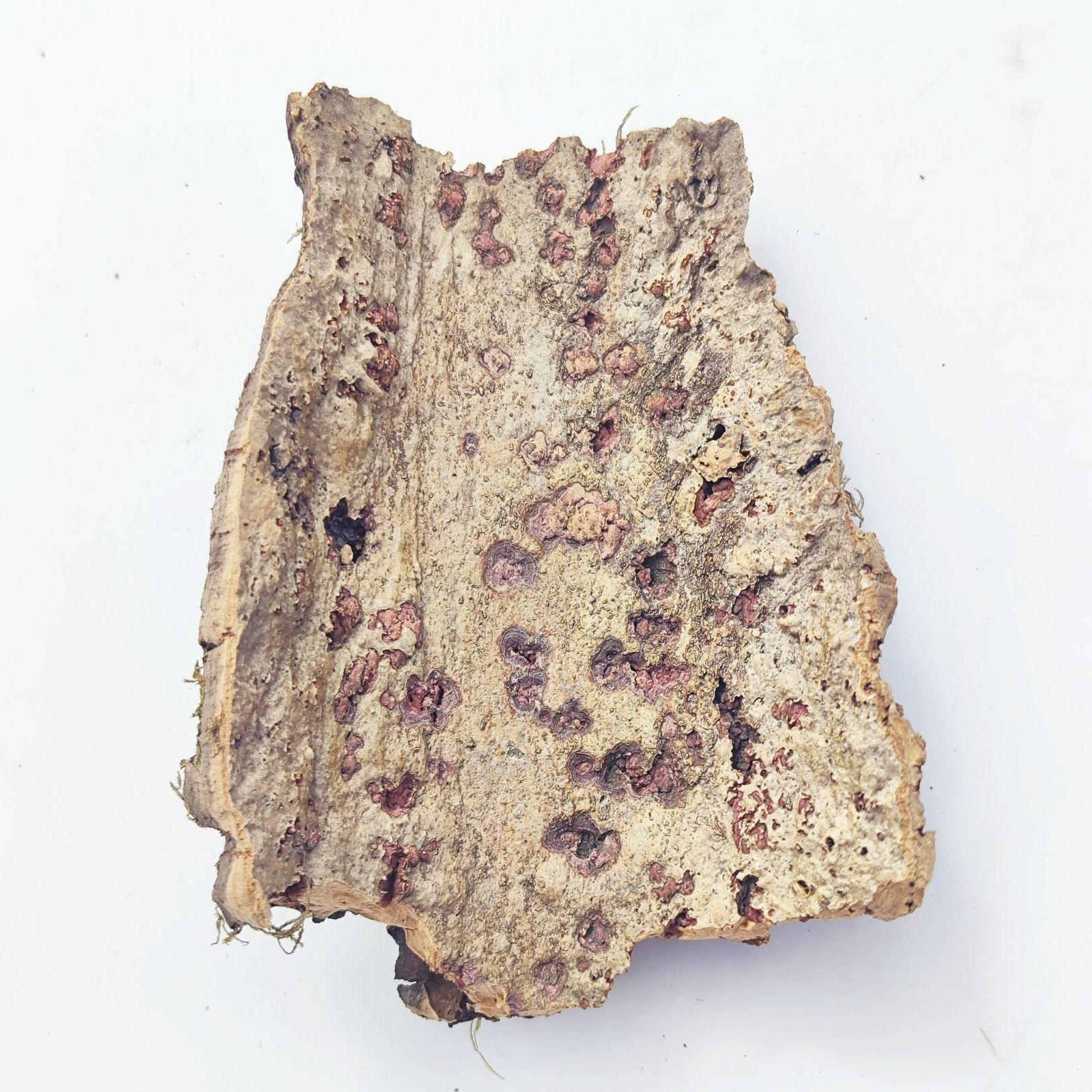 W266 ポルトガル産 キャノンコルク コルク樹皮 コルク板　バージンコルク 250802 ポルトガル産 キャノンコルク コルク樹皮 コルク板