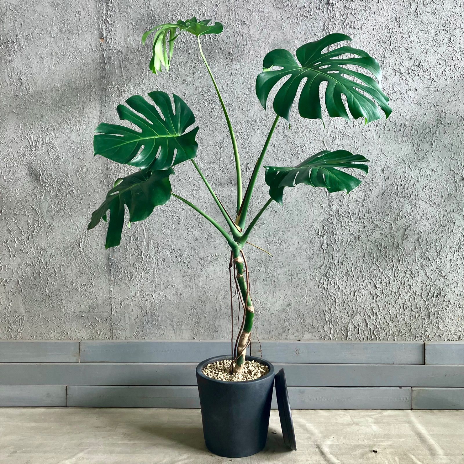 大型 根上がり モンステラ デリシオーサ 10号 テラコッタ鉢植え