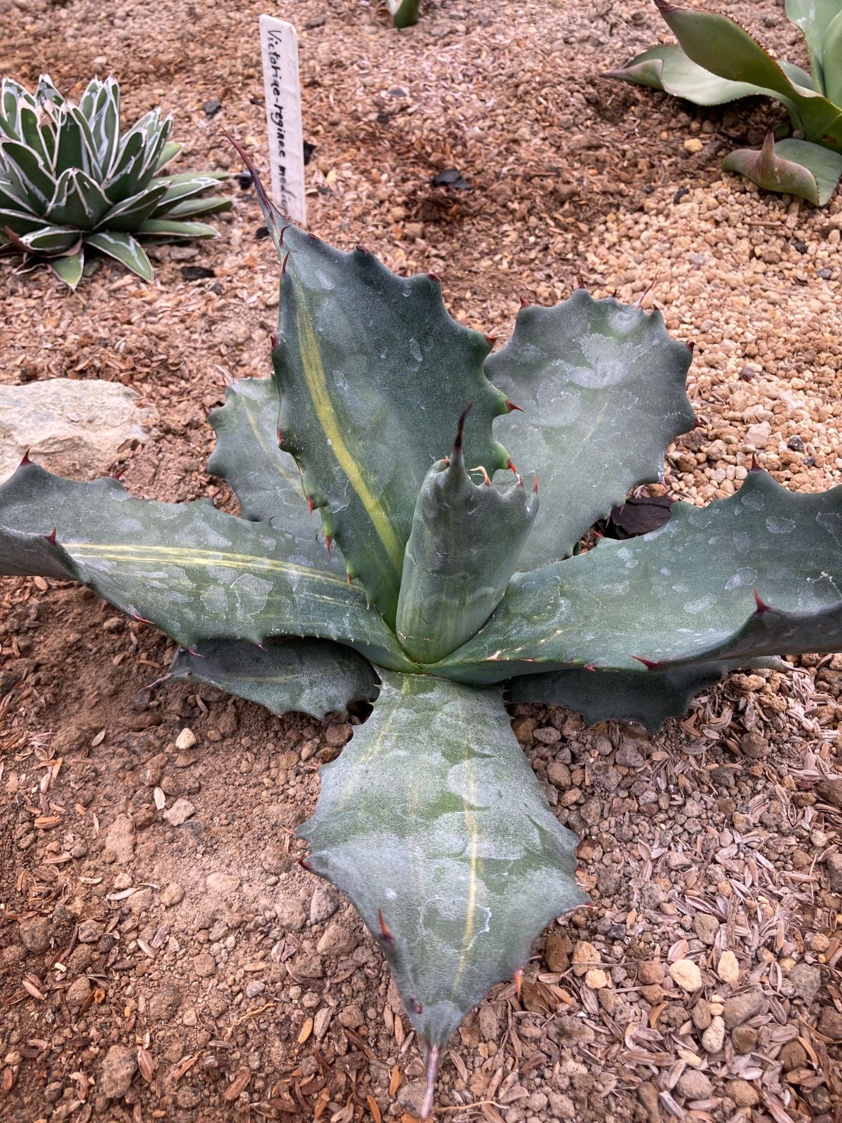 アガベ☆サルミアナ・フェロックス縞斑 アガベ フェロックス錦 Agave salmiana var.ferox 'variegata