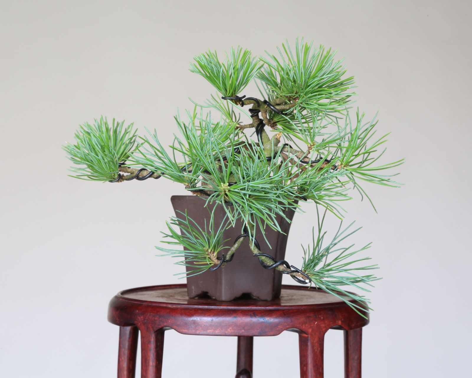 趣味 卓上盆栽