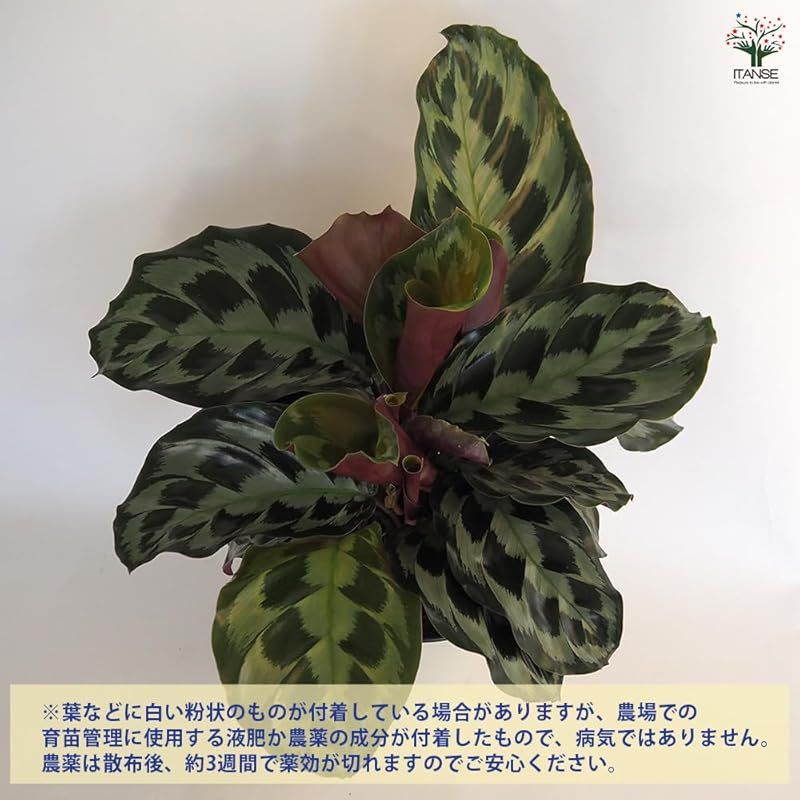 1個売り 品種で選べる観葉植物
