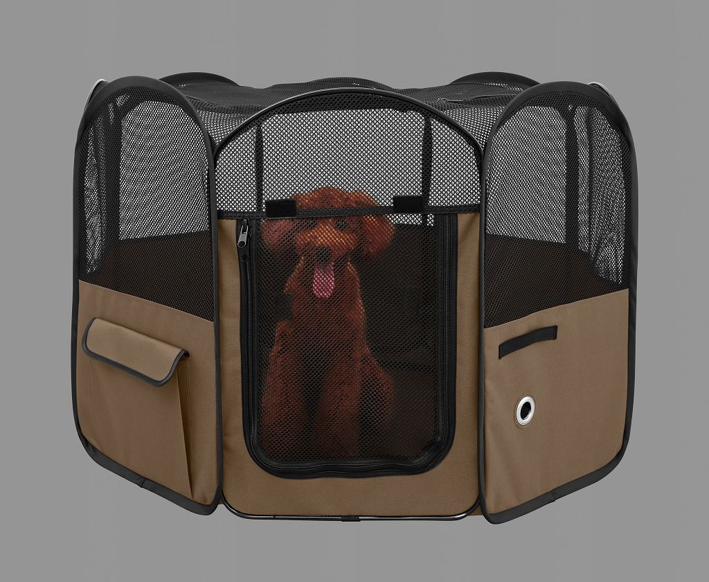 小型犬 ブラウン