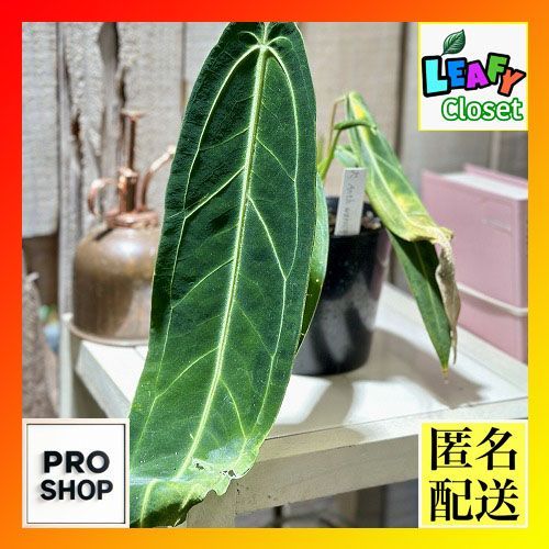 現品】バオバブ・ディギタータ 5号 黒鉢 （7） 観葉植物 バオバブの木