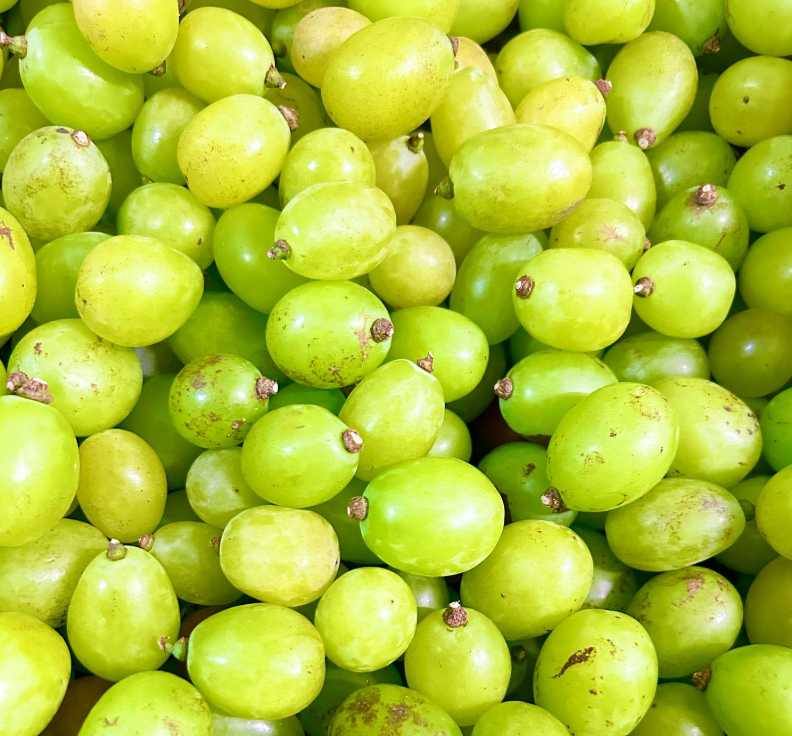 岡山県シャインマスカット粒だけ1kg小粒L以下農林水産大臣賞受賞無