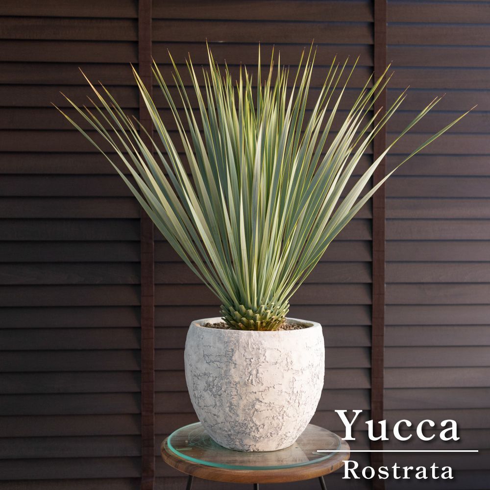 現品】ダシリリオン・ クアドラングラツム 9号 C番 現品