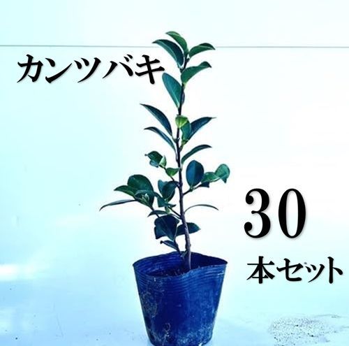 【30本セット】カンツバキ樹高0.2m前後10.5cmポット