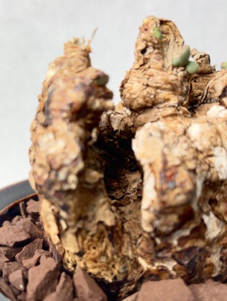ケラリア ピグマエア 塊根植物 微発根済み コーデックス - メルカリ