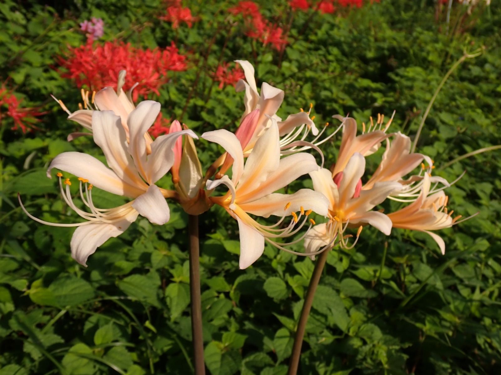 リコリス超稀少品種「酔舞龍」1球 【公式通販】