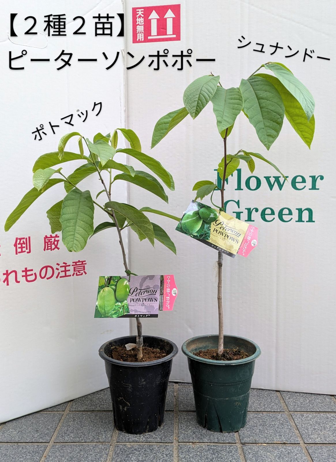 ２種セット ピーターソンポポー 接木苗 おすすめ登録品種 シュナンドー ポトマック ポポー 果樹 ５号鉢 庭木