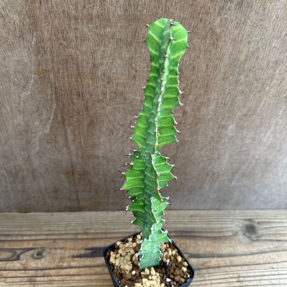 ユーフォルビア5種セット Euphorbia 現品 観葉植物 観葉 植物 珍奇