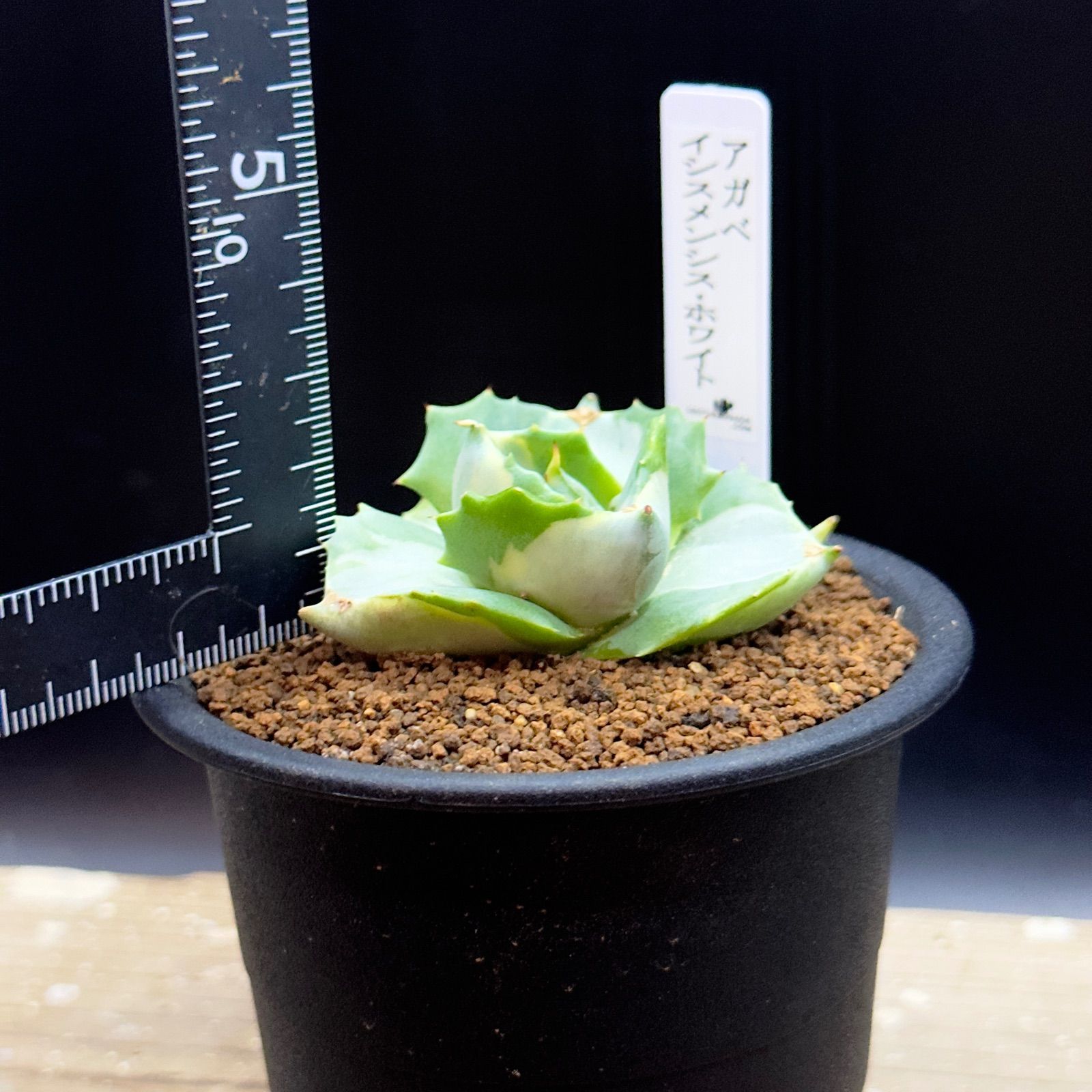 ユ*ダ様 アガベ イシスメンシス 白玉 レア 子株 sad 子株セット アガベ