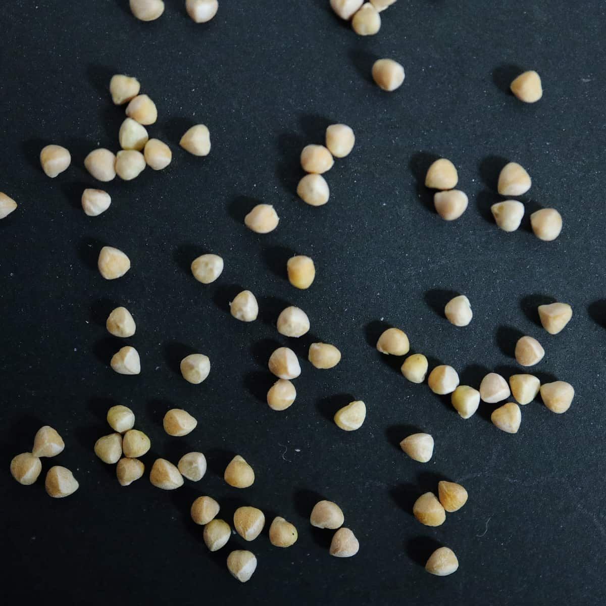 種子5粒」ドルステニア ギガス ブラータ