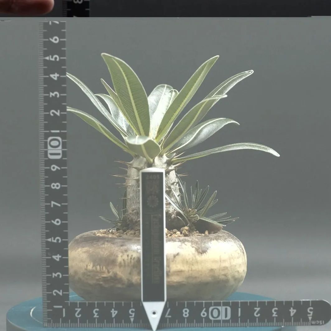 Pachypodium Gracilius パキポディウム グラキリス 管理2405 YUZUMIYA_COM