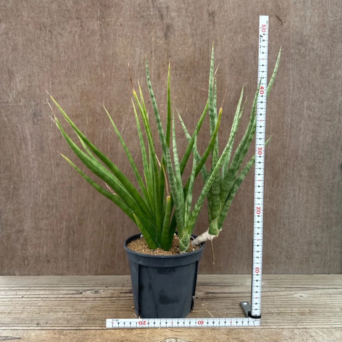 サンセベリア ブンルートーチ ハイブリット③ Sansevieria bunlue