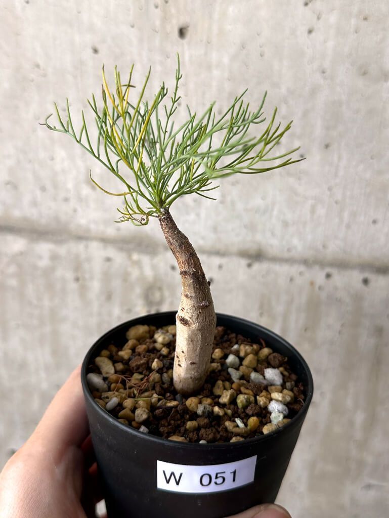 中型 塊根植物 黒鉢 コミフォラ クラウセリアナ 中型 塊根植物 黒鉢