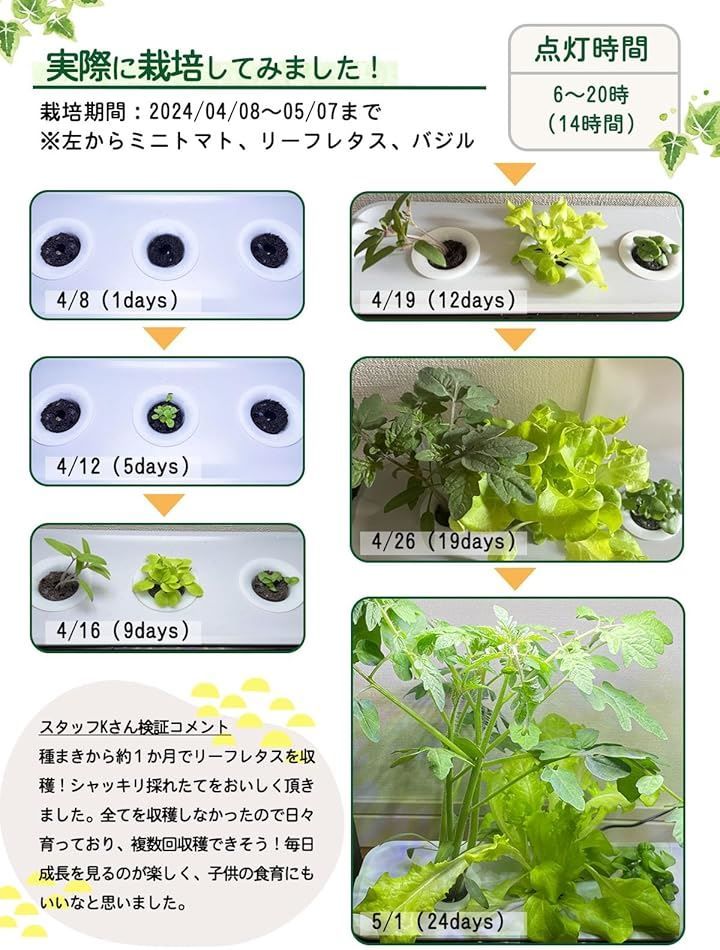 家庭菜園 ハーブ