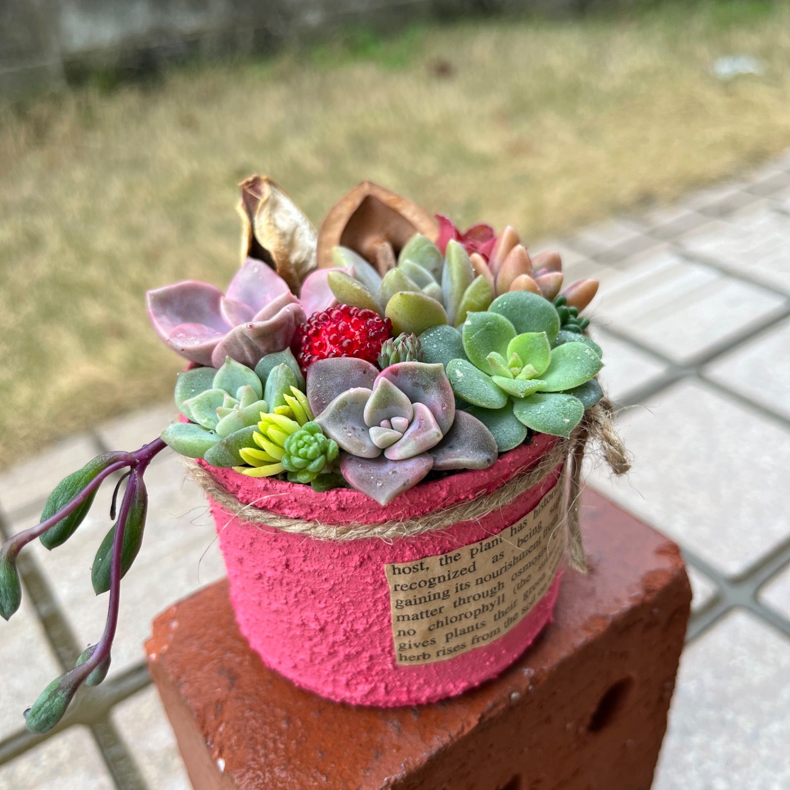 ❤︎多肉植物 ピンクココットの大きめちまちま寄植え❤︎このまま発送