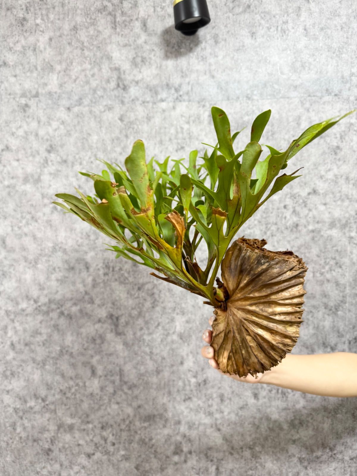 P.ridleyi Center Borneo Wild ビカクシダ リドレイ ☆1円