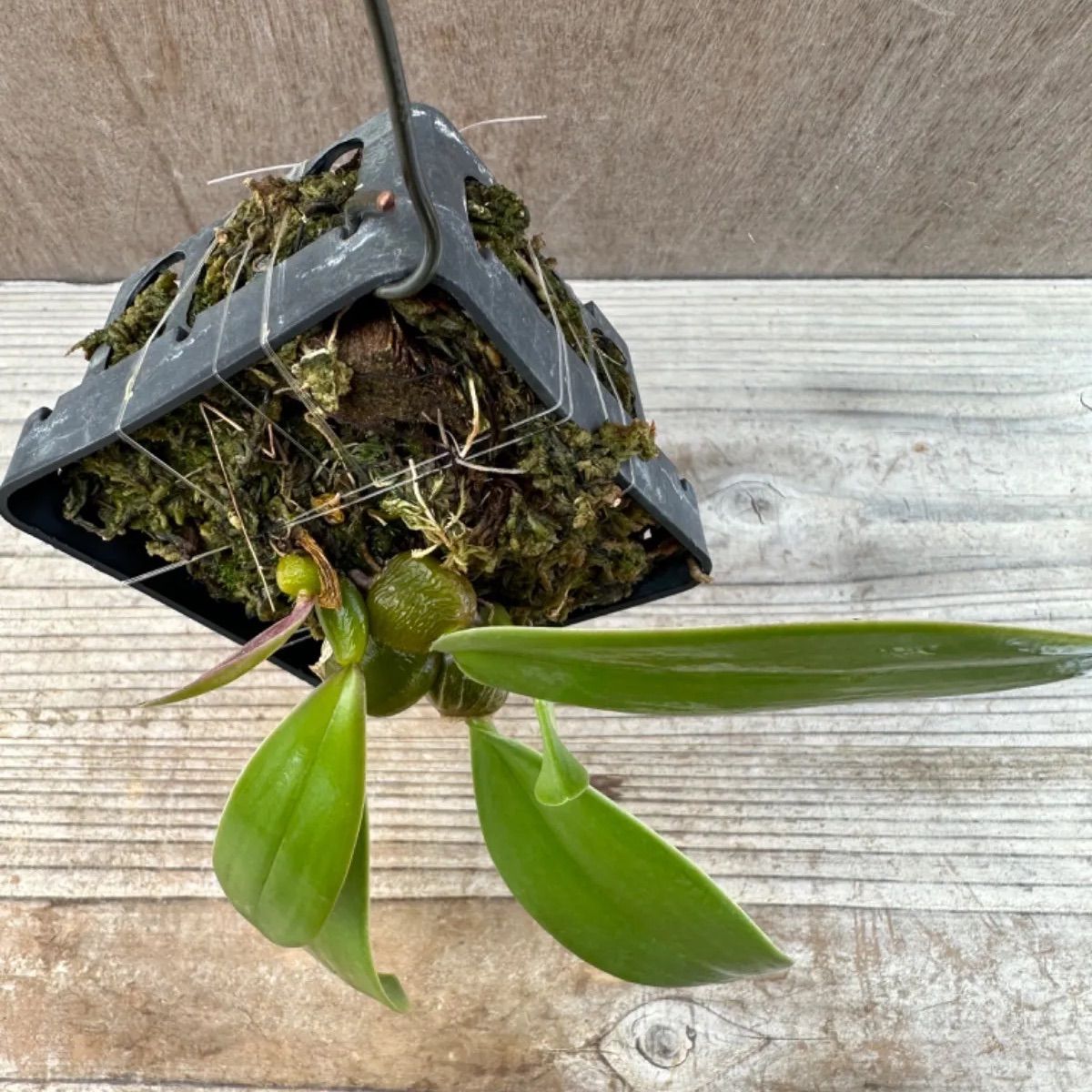 バルボフィラム ファレノプシス③ Bulbophyllum phalaenopsis 現品