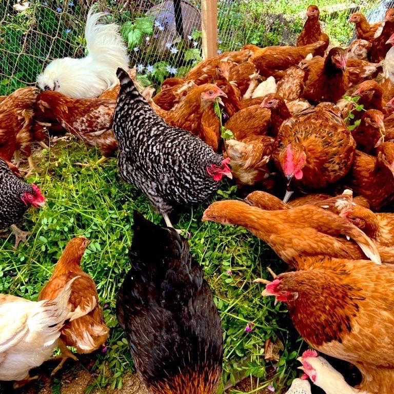 平飼い卵の宮下養鶏 - メルカリShops