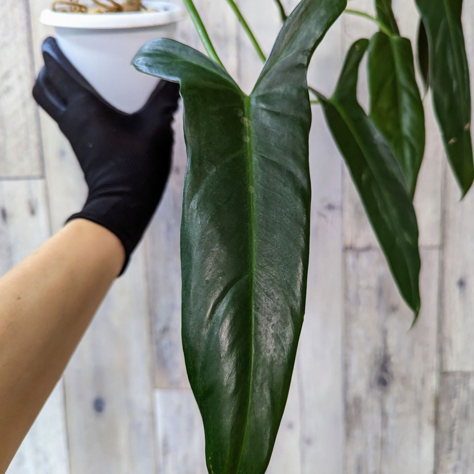 レア】フィロデンドロン サヤカ philodendron SAYAKA - メルカリ